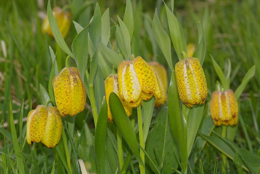 Fritillaria tubaeformis subsp. moggridgei / Meleagride alpino